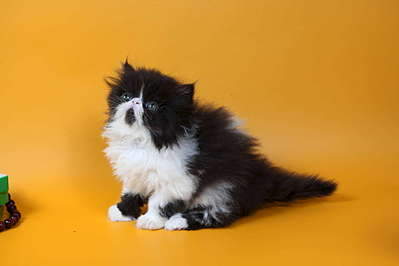 1920 X 1280 92.3 Kb 1920 X 1280 105.9 Kb 1920 X 1280 105.7 Kb 1920 X 1280 89.4 Kb    