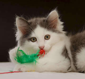 1920 X 1786 228.8 Kb   . ,     .