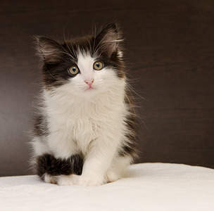 2028 X 2000 238.3 Kb   . ,     .