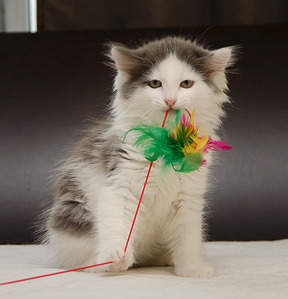 1925 X 2000 252.2 Kb   . ,     .