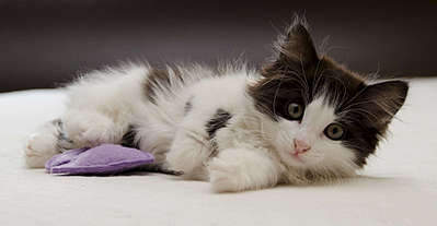 1920 X 994 132.8 Kb 1925 X 2000 252.2 Kb   . ,     .