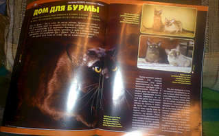 1920 X 1190 229.8 Kb 1920 X 2940 298.4 Kb БУРМЫ- шелковые пантеры. Питомник бурманских кошек 'NATIZE'. Бурмики ждут Вас !