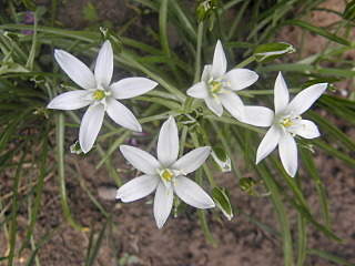 1280 X 960 554.7 Kb ������ ������� ����������� ������, ��������