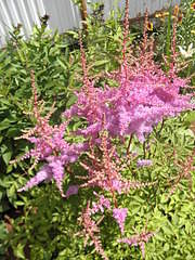 960 X 1280 581.4 Kb 1280 X 960 554.7 Kb ������ ������� ����������� ������, ��������