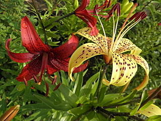 1280 X 960 531.0 Kb 960 X 1280 581.4 Kb 1280 X 960 554.7 Kb ������ ������� ����������� ������, ��������