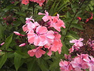 1280 X 960 527.0 Kb 1280 X 960 531.0 Kb 960 X 1280 581.4 Kb 1280 X 960 554.7 Kb ������ ������� ����������� ������, ��������