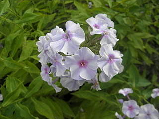 1280 X 960 540.9 Kb 1280 X 960 527.0 Kb 1280 X 960 531.0 Kb 960 X 1280 581.4 Kb 1280 X 960 554.7 Kb ������ ������� ����������� ������, ��������