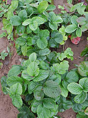 907 X 1210 406.2 Kb ������ ��� ������� ������������� ��������� (��������) ������ ������� � ������� ������