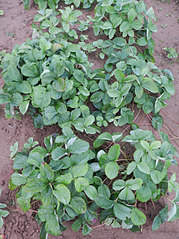 907 X 1210 376.7 Kb ������ ��� ������� ������������� ��������� (��������) ������ ������� � ������� ������