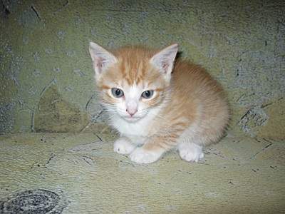 912 X 684 196.3 Kb 912 X 684 209.4 Kb     , 6 