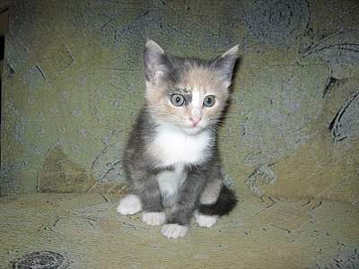 912 X 684 203.9 Kb 912 X 684 196.3 Kb 912 X 684 209.4 Kb     , 6 