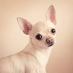 300 X 300 24.9 Kb  !