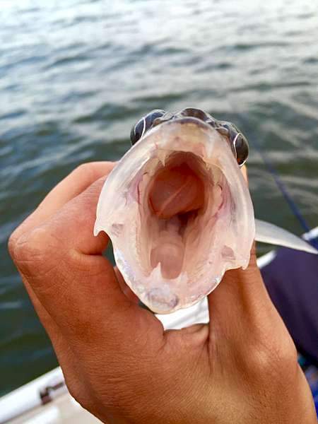 1920 X 2560 217.1 Kb 1920 X 2560 274.0 Kb      