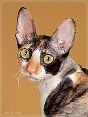 768 X 1024 417.3 Kb 299 X 500 29.7 Kb   .