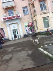 1195 X 1600 143.1 Kb Хочу, чтоб у собаки нашлись хозяева