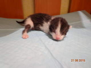 1920 X 1440 100.9 Kb 1920 X 1440 156.5 Kb    .