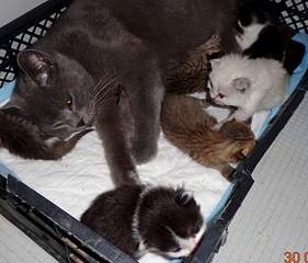 1700 X 1450 181.0 Kb 1920 X 1182 165.1 Kb 1997 X 1751 269.5 Kb    .