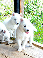 753 X 1011 183.3 Kb  - .