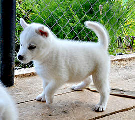 1082 X 962 206.2 Kb 753 X 1011 183.3 Kb  - .