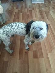 600 X 800 186.8 Kb Дворняги