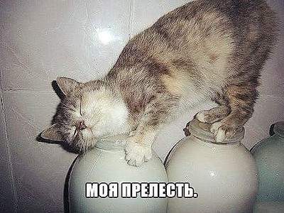 492 X 369  47.8 Kb Улыбнемся?