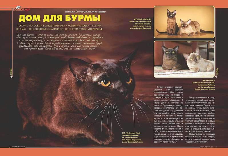 1920 X 1317 248.4 Kb БУРМЫ- шелковые пантеры. Питомник бурманских кошек 'NATIZE'. Бурмики ждут Вас !