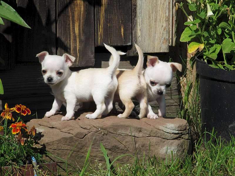 1920 X 1440 280.2 Kb  !