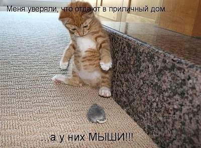 593 X 436  77.4 Kb Улыбнемся?