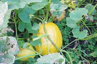 1920 X 1275 314.4 Kb 1920 X 1275 188.0 Kb ������ ��� ������� �� ���, ���� - �����, �������. ����� 2 ����.