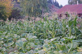 1920 X 1275 427.6 Kb ������ ��� ������� �� ���, ���� - �����, �������. ����� 2 ����.