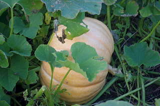 1920 X 1275 234.1 Kb 1920 X 1275 427.6 Kb ������ ��� ������� �� ���, ���� - �����, �������. ����� 2 ����.