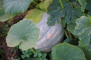 1920 X 1275 263.7 Kb 1920 X 1275 234.1 Kb 1920 X 1275 427.6 Kb ������ ��� ������� �� ���, ���� - �����, �������. ����� 2 ����.