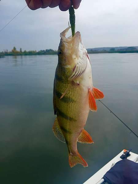 1920 X 2560 166.7 Kb      