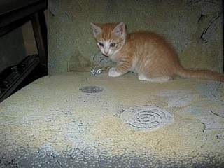 912 X 684 226.1 Kb     , 6 