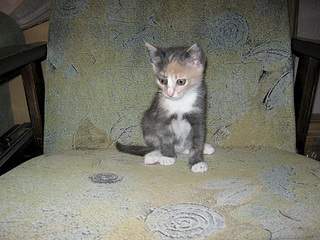 912 X 684 247.9 Kb 912 X 684 226.1 Kb     , 6 