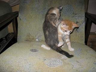 912 X 684 232.3 Kb 912 X 684 247.9 Kb 912 X 684 226.1 Kb     , 6 