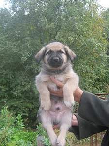 1536 X 2048 540.2 Kb    . , 