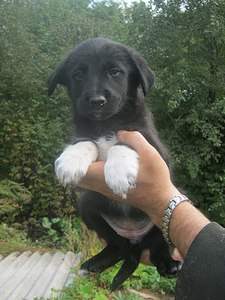 1536 X 2048 462.9 Kb    . , 