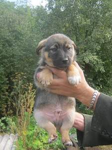 1536 X 2048 542.8 Kb    . , 