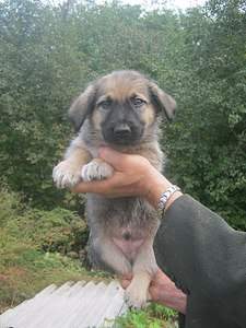 1536 X 2048 520.1 Kb 1536 X 2048 542.8 Kb    . , 