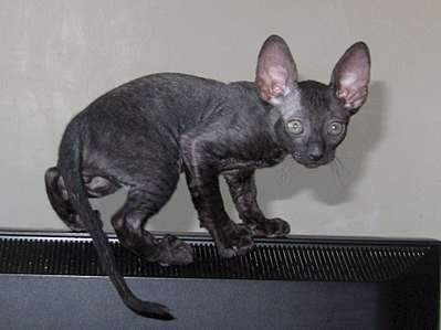 1920 X 1438 172.3 Kb   .