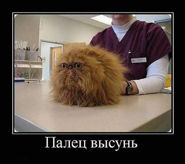 600 x 531 Улыбнемся?