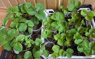 1920 X 1194 317.3 Kb Укорененные усы земляники (виктории) сорта Ред Гонтлет