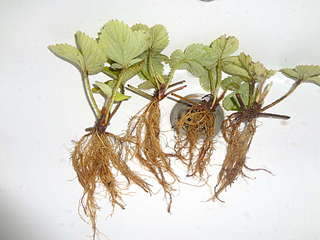 1920 X 1440 263.9 Kb 1920 X 1194 317.3 Kb Укорененные усы земляники (виктории) сорта Ред Гонтлет