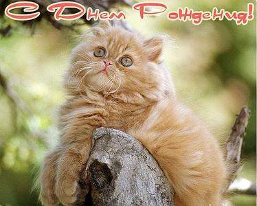 630 X 505 58.4 Kb Питомник'Gem Sweet'.Британские котята-всех цветов радуги!