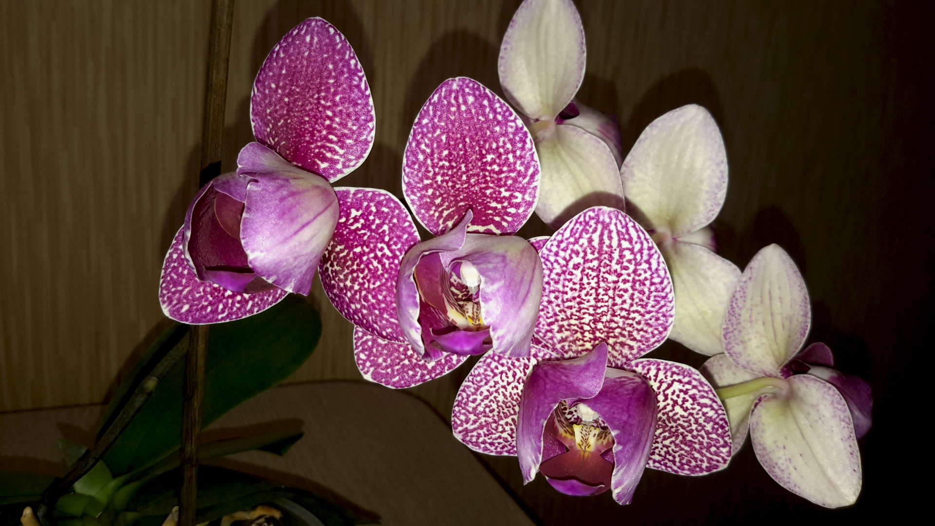 Купить орхидею в ставрополе. Есть ли питомник орхидей в Перми. Орхидея купить в Ставрополе.