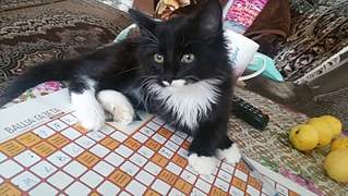 816 X 459 361.8 Kb 459 X 816 258.6 Kb     .