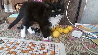 816 X 459 368.8 Kb 816 X 459 361.8 Kb 459 X 816 258.6 Kb     .