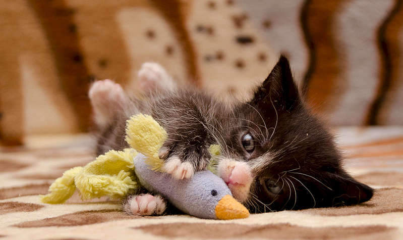 1920 X 1141 199.3 Kb          .