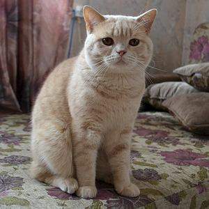 960 X 960 108.7 Kb Питомник'Gem Sweet'.Британские котята-всех цветов радуги!